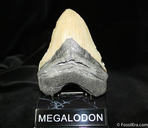 Inch Megalodon Tooth #1176